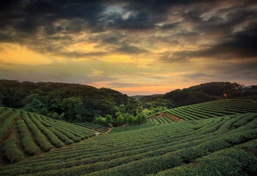 tea plantation landscape sunset for adv or others purpose use