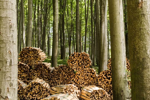 Firewood in the forest,stacked logs in nature