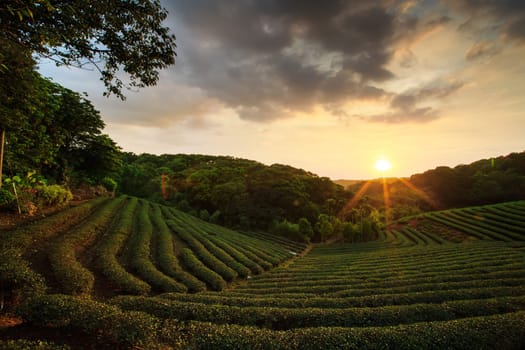 tea plantation landscape sunset for adv or others purpose use