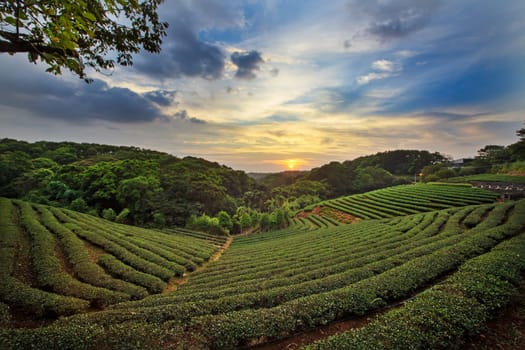tea plantation landscape sunset for adv or others purpose use