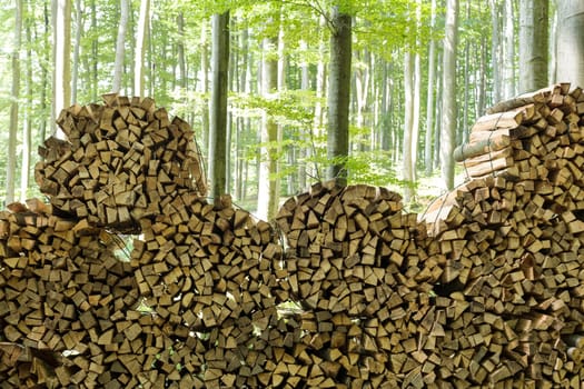 Firewood in the forest,stacked logs in nature