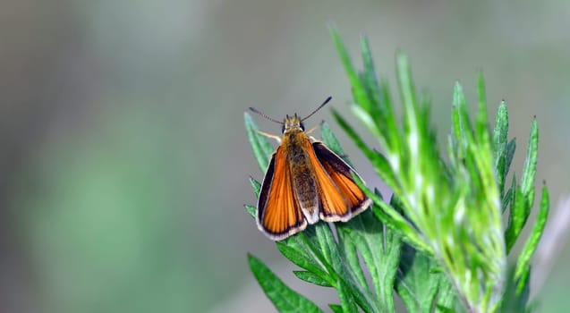 Orange butterfly