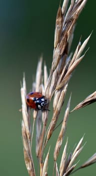 Ladybugs on grain seer