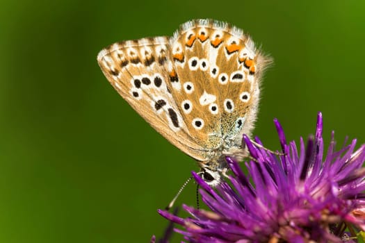 Females of the sky blue no less beautiful