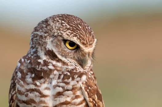 Rabbit owl