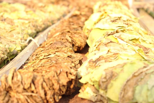 The dried leaves, tobacco