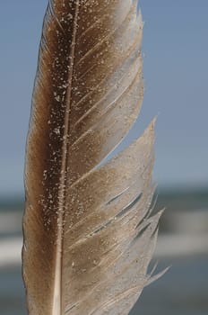 Seagull feather