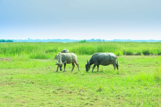 buffalo in farm.