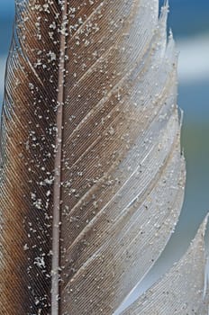 Seagull feather