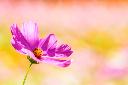 Colorful pink autumnal chrysanthemum in the Garden for adv or others purpose use