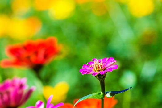 Colorful pink autumnal chrysanthemum in the Garden for adv or others purpose use
