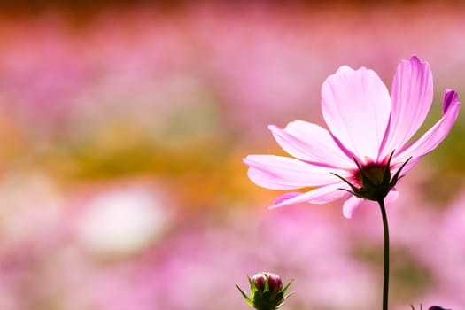 Colorful pink autumnal chrysanthemum in the Garden for adv or others purpose use