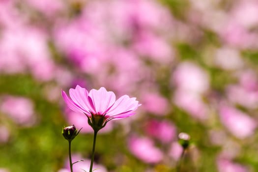 Colorful pink autumnal chrysanthemum in the Garden for adv or others purpose use
