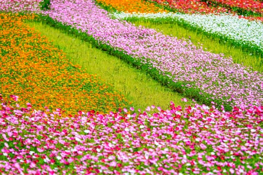 Colorful pink autumnal chrysanthemum in the Garden for adv or others purpose use