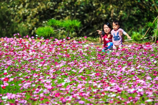 Colorful pink autumnal chrysanthemum in the Garden for adv or others purpose use
