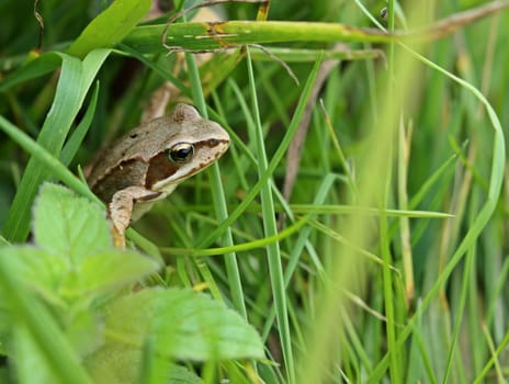 Young grass frog (Rana temporaria) in the meadow