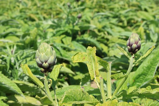 Field of artichokes (Cynara cardunculus,Cynara scolymus) in the north of Brittany,Finistére,France