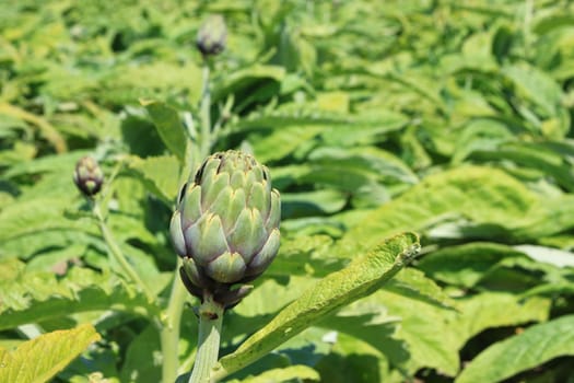 Field of artichokes (Cynara cardunculus,Cynara scolymus) in the north of Brittany,Finistére,France