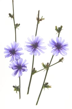 Ordinary rind or chicory (Cichorium intybus),flowering plant exposed against a white background
