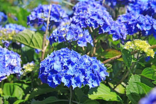 flowering hydrangea (Hydrangea) in Brittany,France