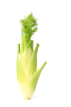 Fennel bulb cleared against white background