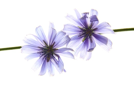 Ordinary rind or chicory (Cichorium intybus),flowering plant exposed against a white background