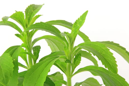 Stevia rebaudiana exempted against a white background