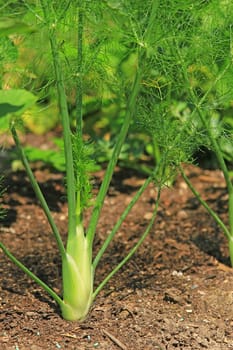 Fennel in the garden bed