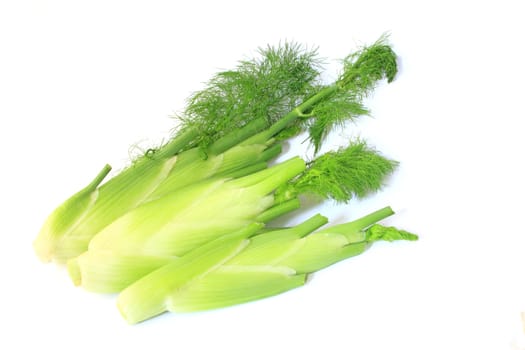 Three fennel nodules exposed against a white background