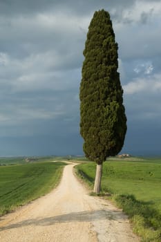 Lonely tree in the middle of the Tuscan countryside. Storm dark sky in the background. .