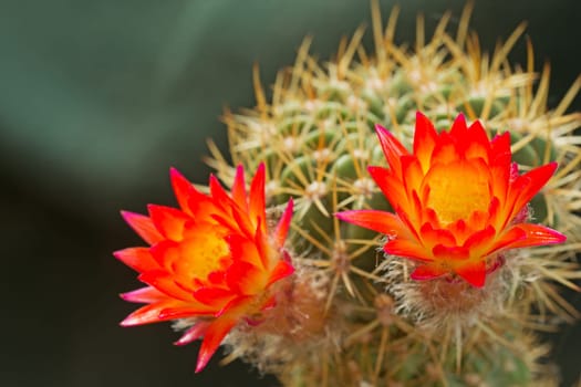 A pair of orange cactus flowers. Picture taken outside.