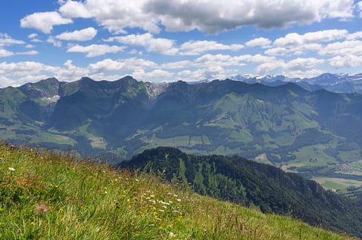 Flower meadow and prealps