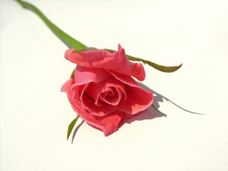 Flower herb