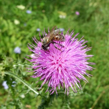 Bee pollinating thistle