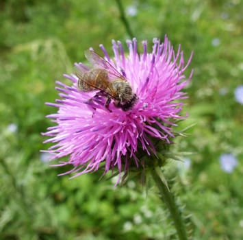 Bee pollinating thistle