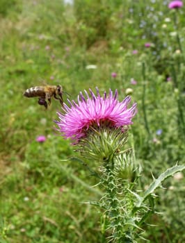 Bee pollinating thistle