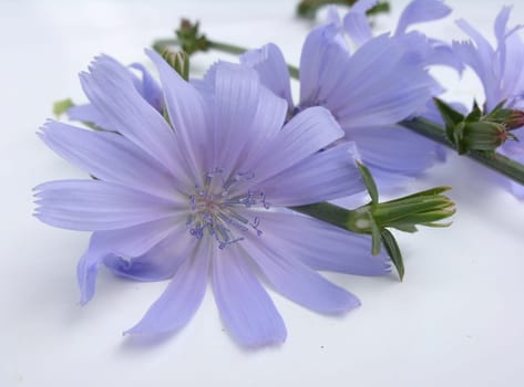 Flower herb