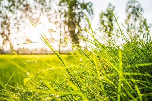 Green paddy in the country of Thailand.