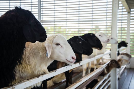 Many sheep in farm in the country of Thailand.