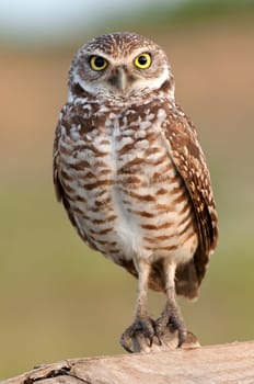 Rabbit owl