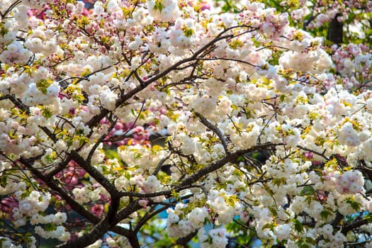 Cherry blossom in Arashiyama, Kyoto, Japan. Japanese view