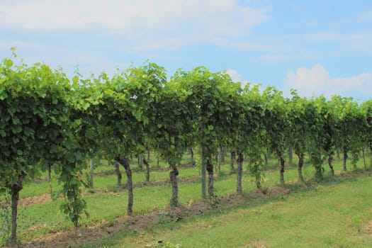Row of wine stock at vineyard in Italy