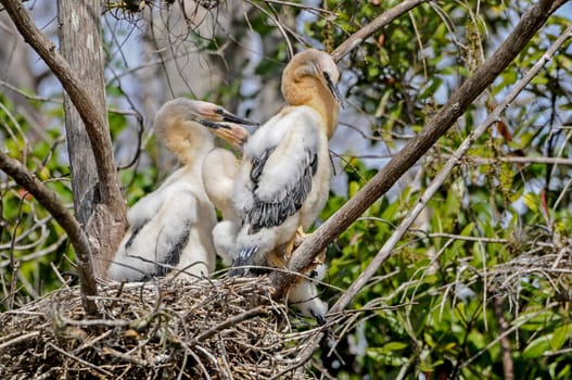 Cormorant chick