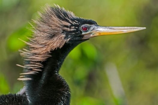 Snake-necked bird
