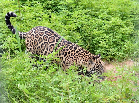 jaguar ( Panthera onca ) in nature