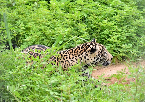 jaguar ( Panthera onca ) in nature