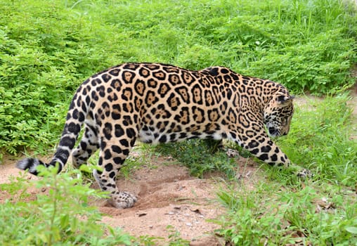 jaguar ( Panthera onca ) in nature