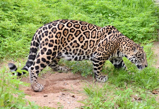 jaguar ( Panthera onca ) in nature