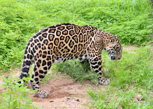 jaguar ( Panthera onca ) in nature