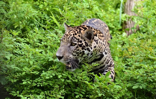 jaguar ( Panthera onca ) in nature